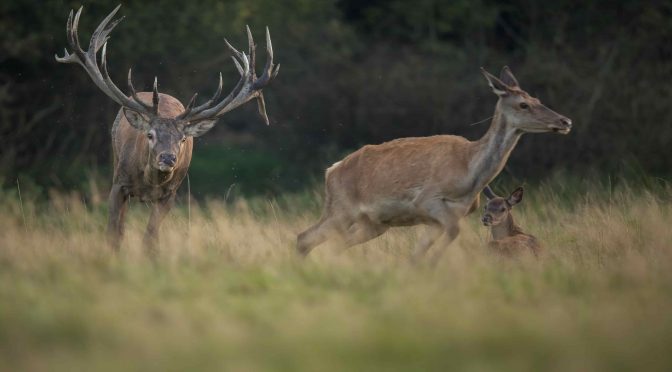 <strong>Elk Hunting Tactics for Outdoor Enthusiasts This Season</strong>