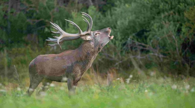 <strong>Tracking the Trophy Trail in America’s Deer Hunting Havens</strong>